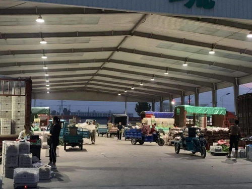 中貿(mào)農(nóng)產(chǎn)品綜合批發(fā)市場(chǎng) 從基地到市場(chǎng),蔬菜區(qū)一站式采購(gòu)每日參考價(jià)